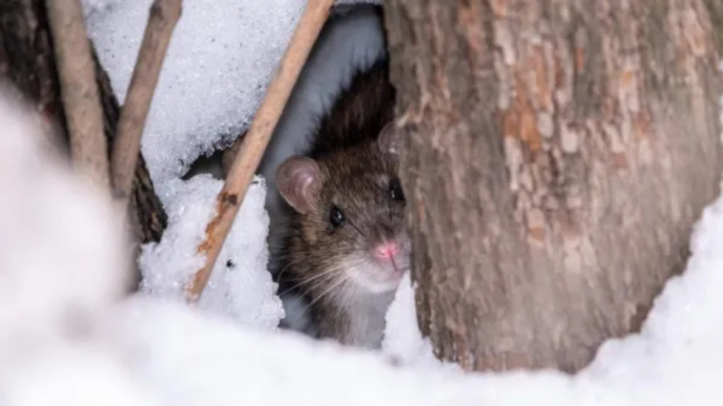 Mice and Rats in Winter: How to Protect Your Space from Infestation Mice and Rats in Winter: How to Protect Your Space from Infestation