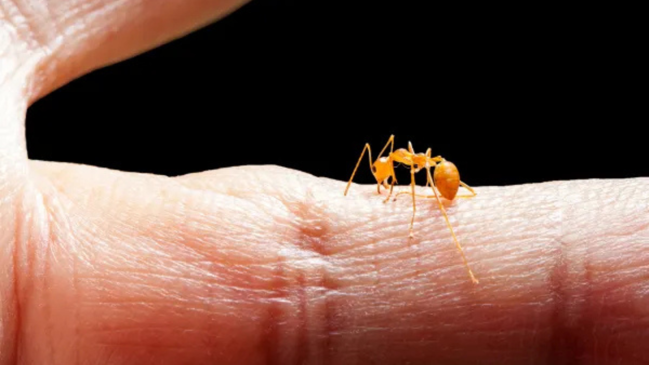 Red fire ant