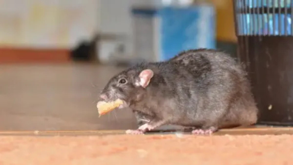 The Sneaky Six: Common Rodent Species You Might Encounter at Home The Sneaky Six: Common Rodent Species You Might Encounter at Home