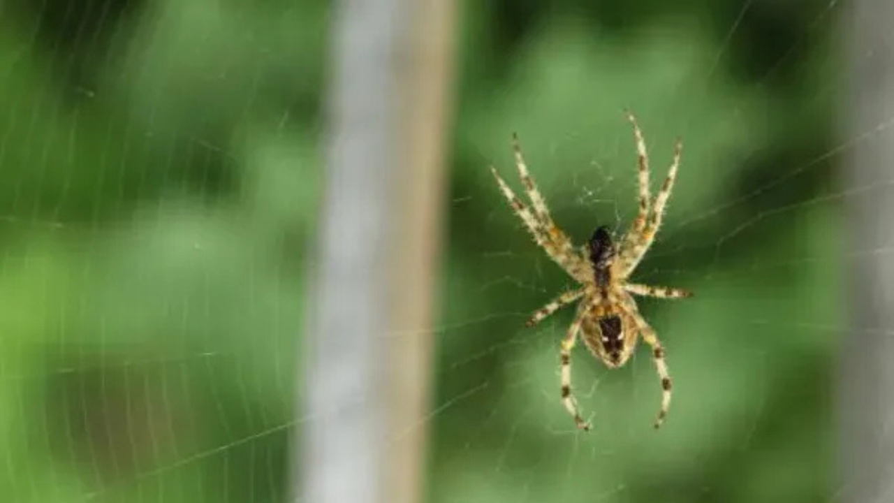 Spider in web