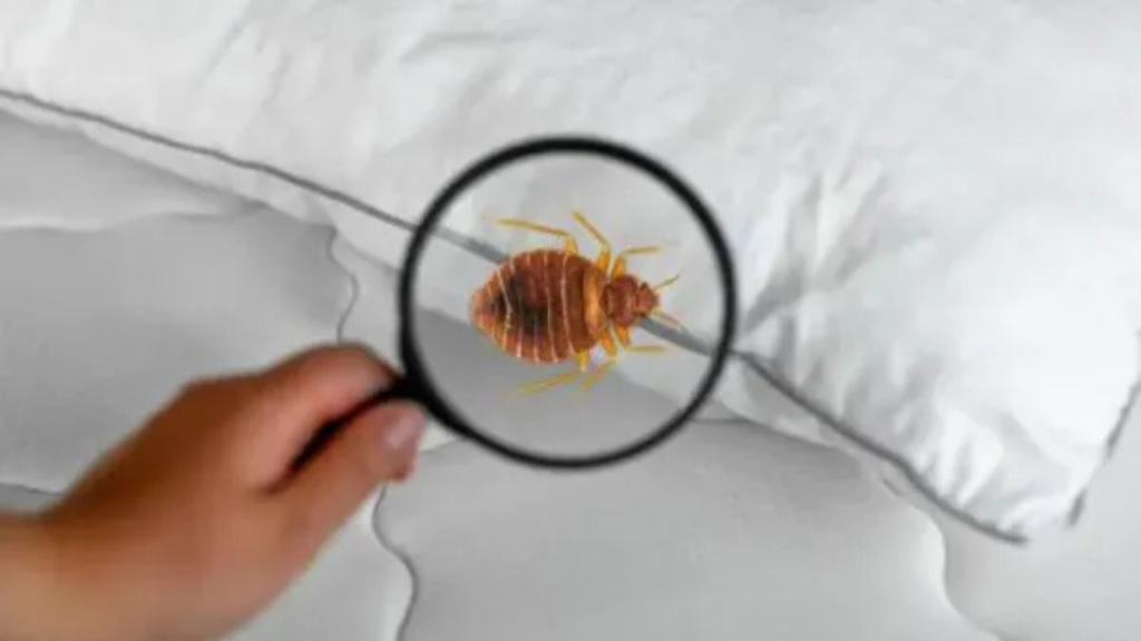 Why Bedbugs Are the Ultimate Challenge for Homeowners: Unmasking Their Sneaky Hiding Spots