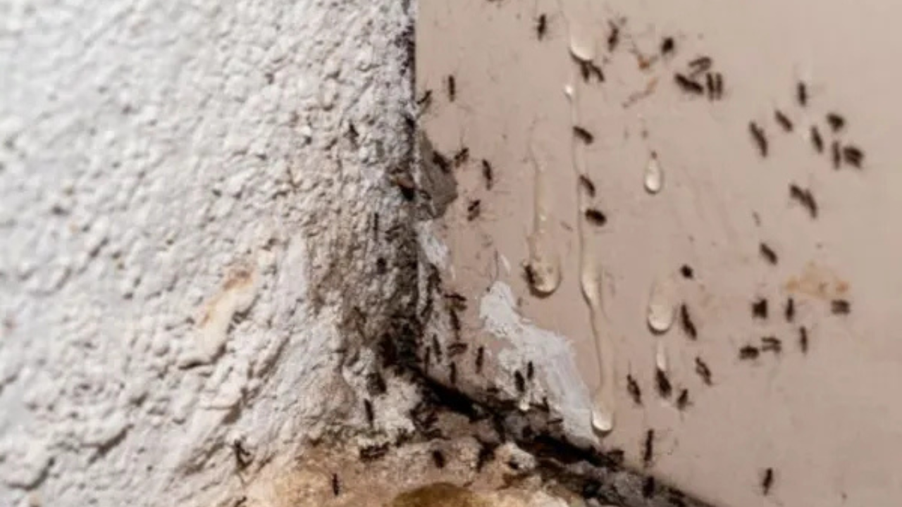 Black ants infestation