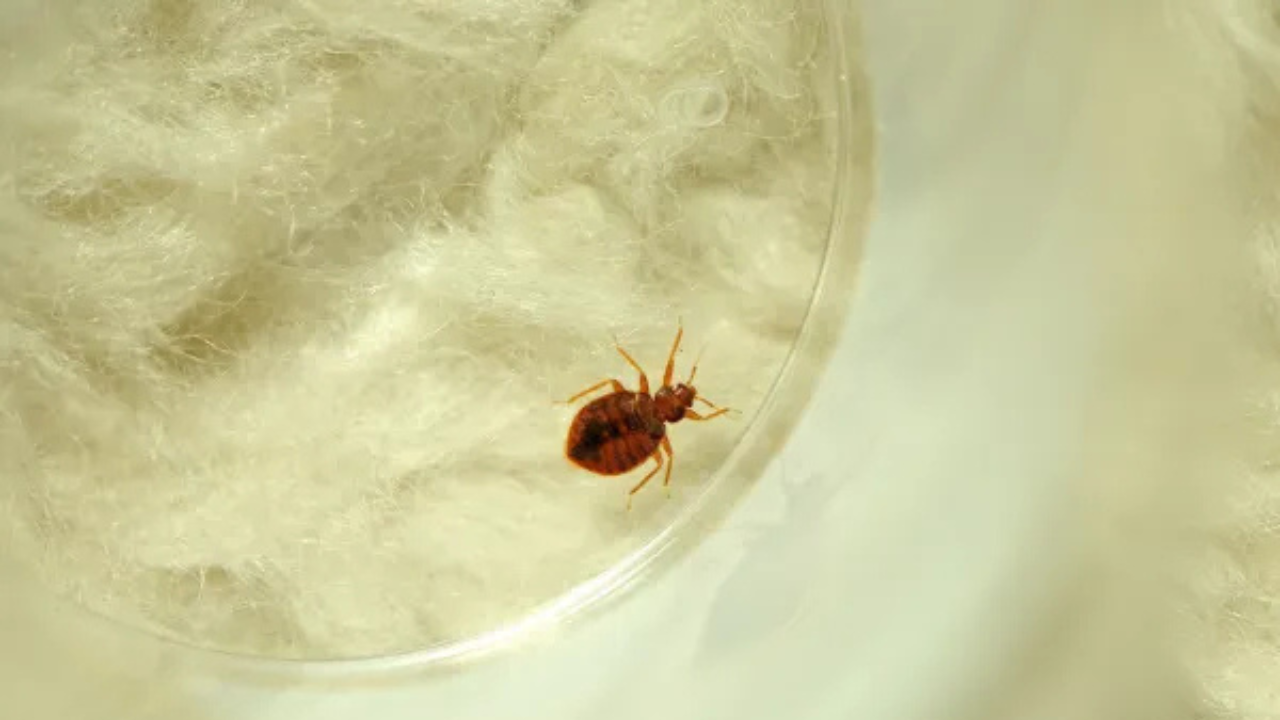 Bedbug on fabric