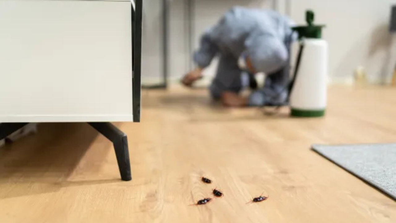 Why Winter is the Best Time for Pest Prevention Treatments