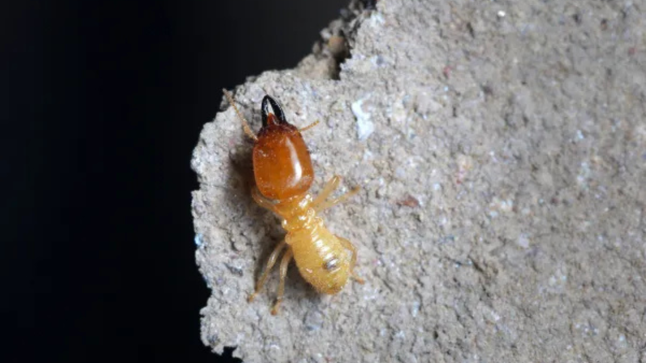 Termite on wood
