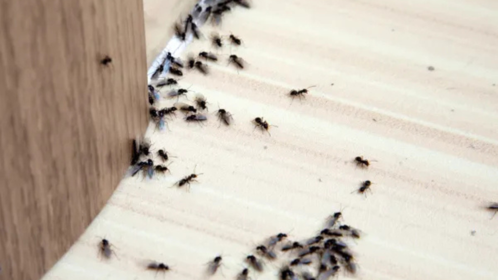Don't Let Ants Ruin Your Cozy Winter: Simple Steps to Keep Them Out Don't Let Ants Ruin Your Cozy Winter: Simple Steps to Keep Them Out