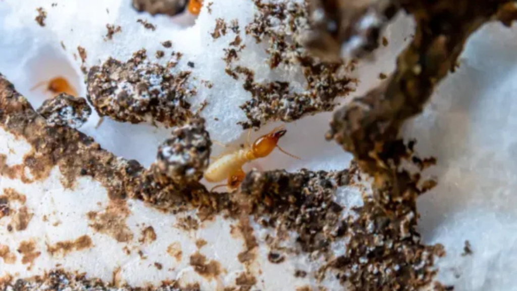 Winter Termites: Why You Shouldn’t Ignore The Threat Winter Termites: Why You Shouldn’t Ignore The Threat