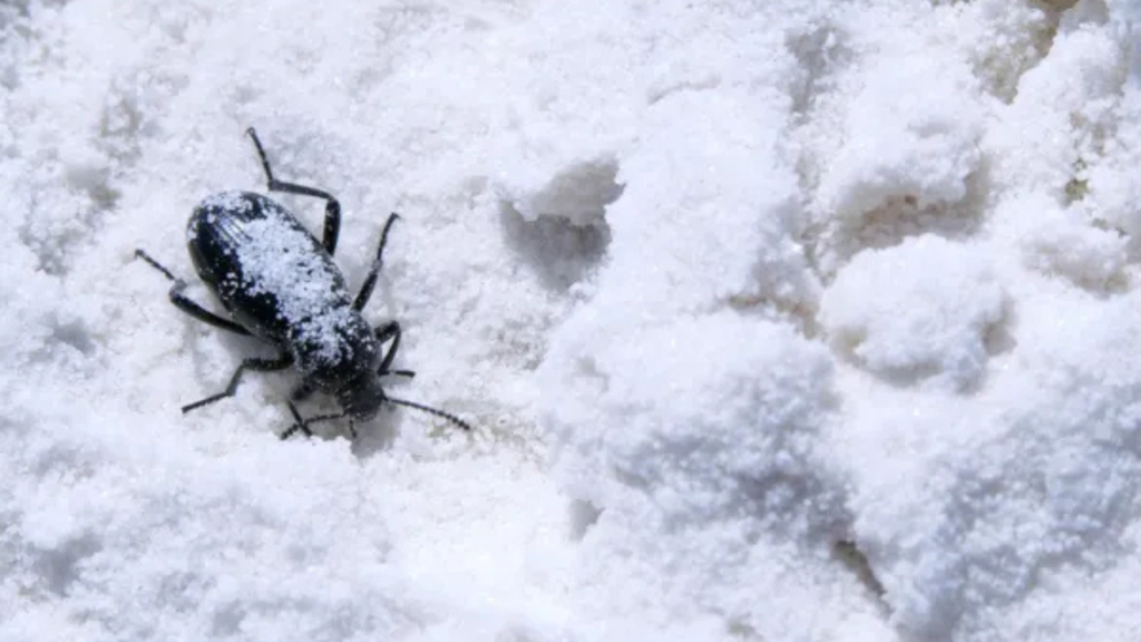 Don’t Let Winter Pests Ruin Your Holidays: Pro Tips for a Pest-Free Season Don’t Let Winter Pests Ruin Your Holidays: Pro Tips for a Pest-Free Season