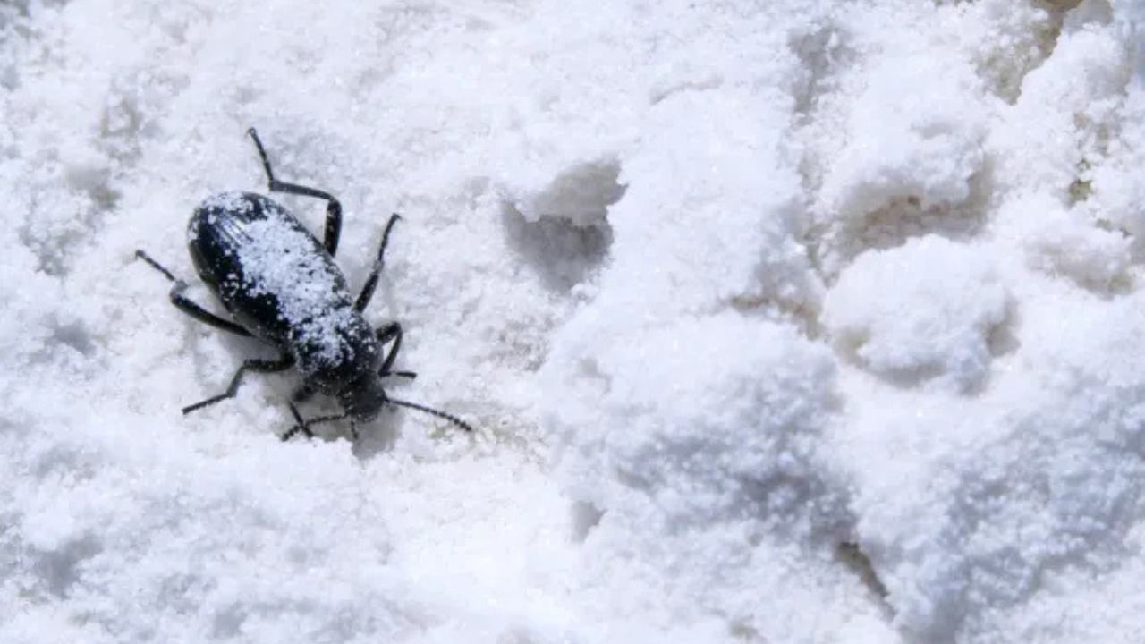 Winter pest beetle