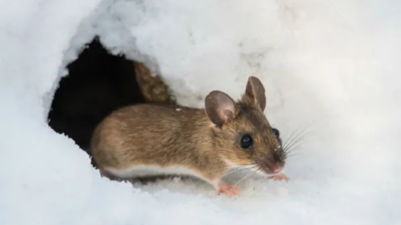 Mouse in snow