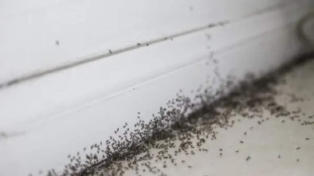 ants taking over discover why and how to eliminate them