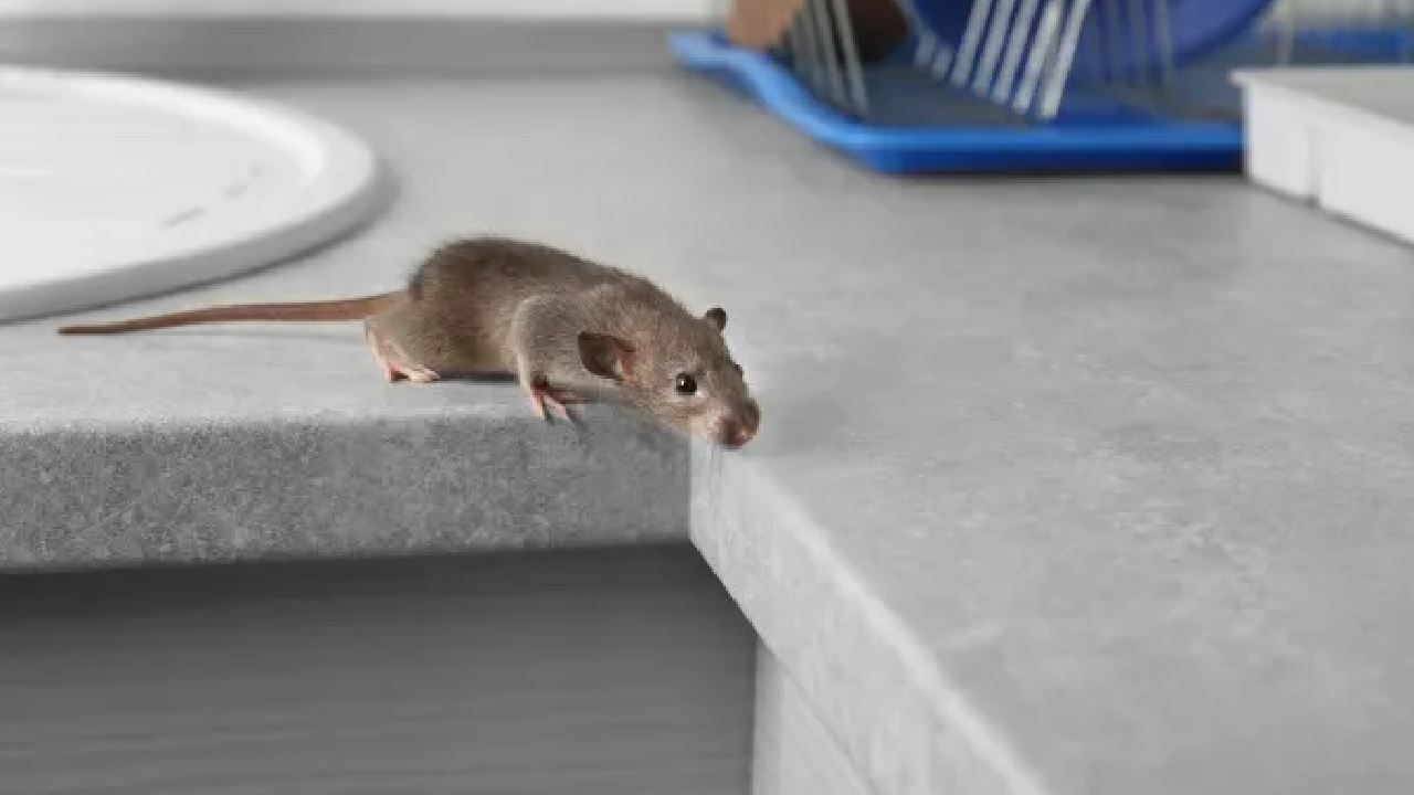 are rodents more active in fall here’s what you need to know about fall rodent activity