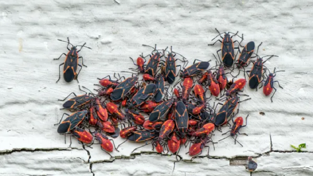 boxelder bugs & stink bugs why they invade homes in spring and how to stop them