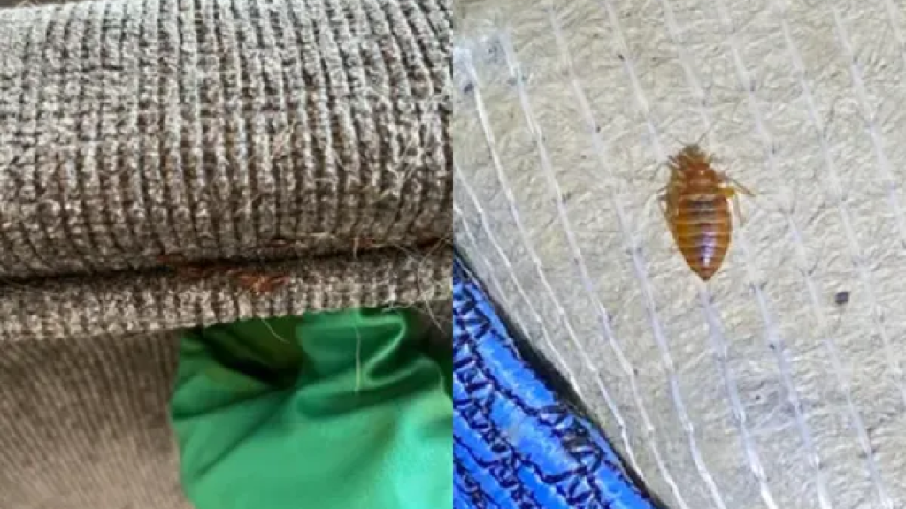 bug bites and stings what parents should know this summer