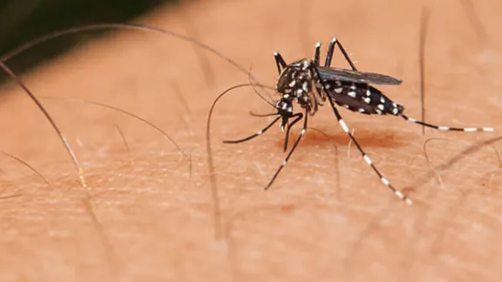 Buzz Off! Managing Mosquito Populations for a Bite-Free Summer buzz off! managing mosquito populations for a bite free summer
