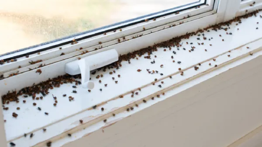 cluster fly invasion how to identify and eliminate them