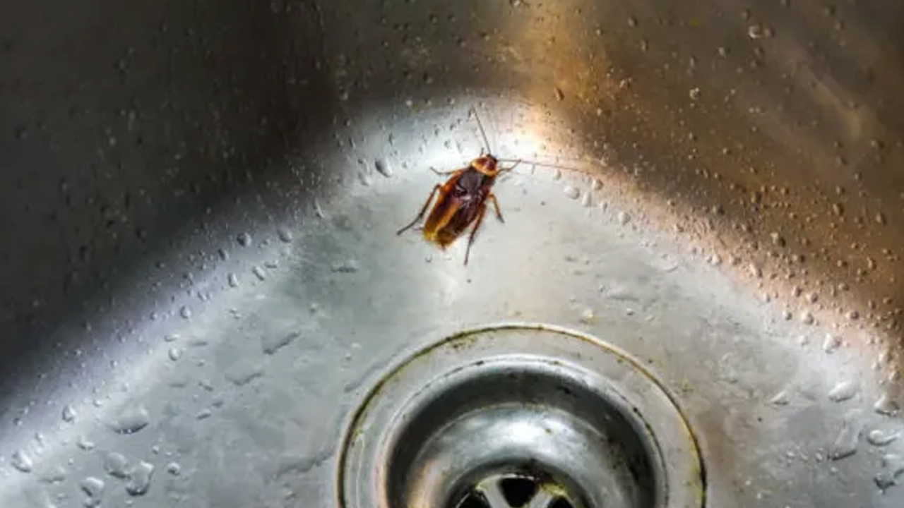 Cockroach in sink