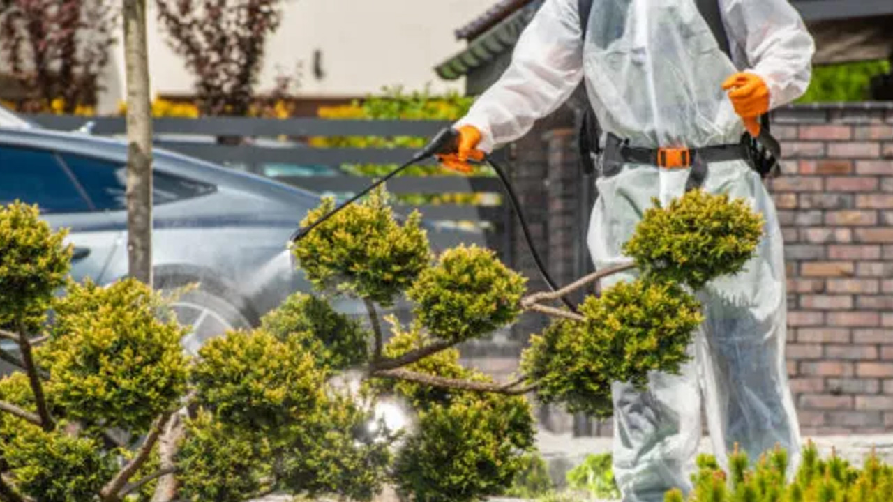 exploring the role of professional pest control services in home maintenance