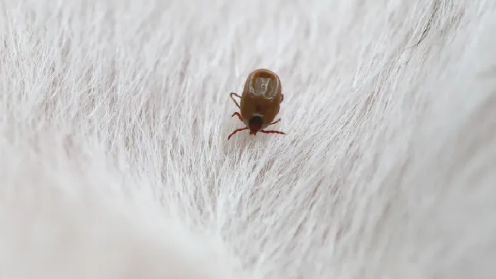 flea invasion how these jumping pests take over your home (and how to fight back)