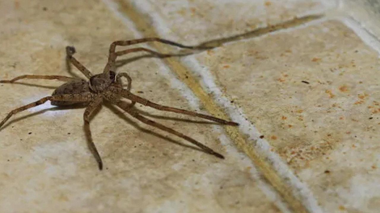 Spider on floor