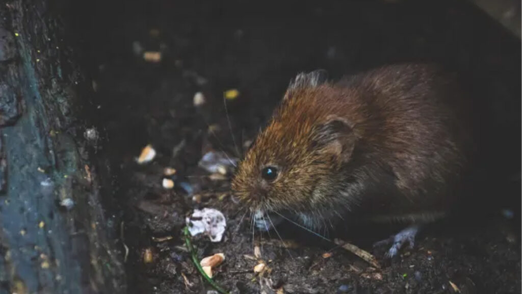 mouse vs. rat unraveling the differences and defining your intruder