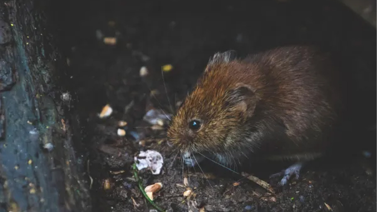 Mouse in soil