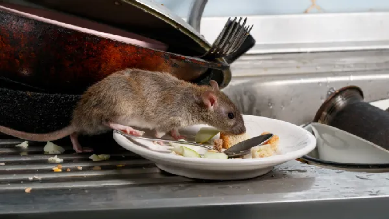 Rodent scavenging food