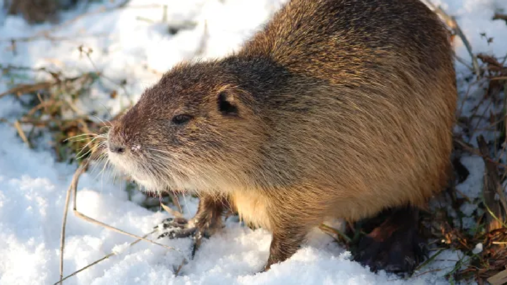 rodents in winter why your home is at risk and how to protect it