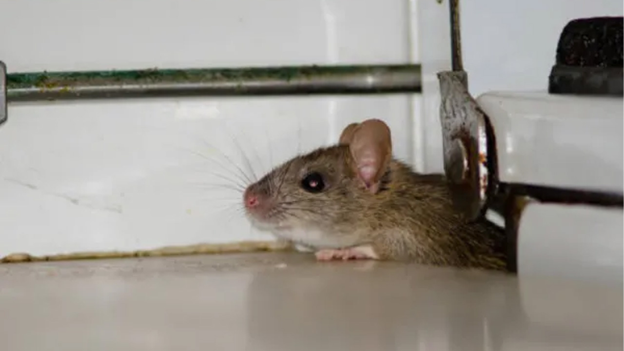 Rodent peeking indoors