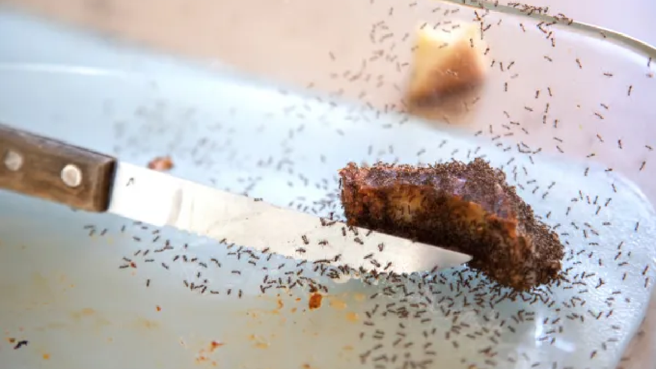 Ants swarming food
