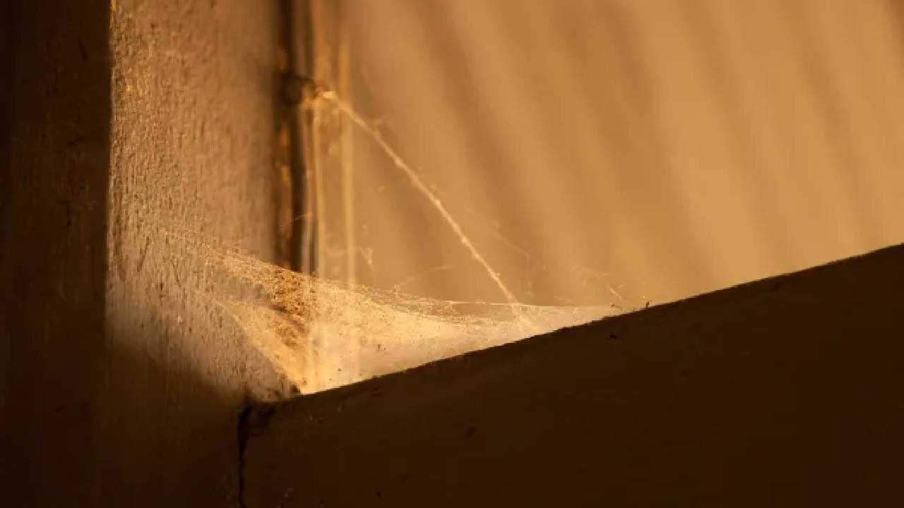 Spider web corner
