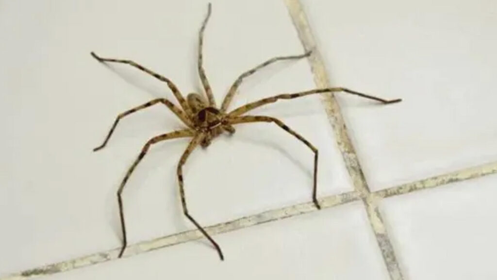 Spiders and Their Sneaky Venom: Why Pest Control Matters spiders and their sneaky venom why pest control matters