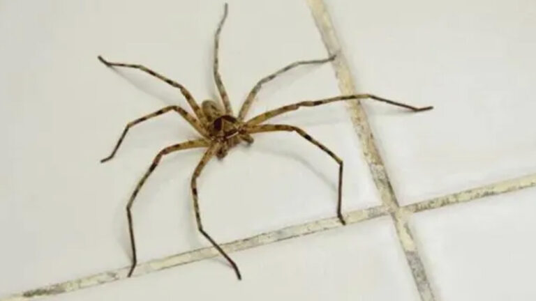 Spiders & Their Venom: Proven Tips to Protect Your Home
