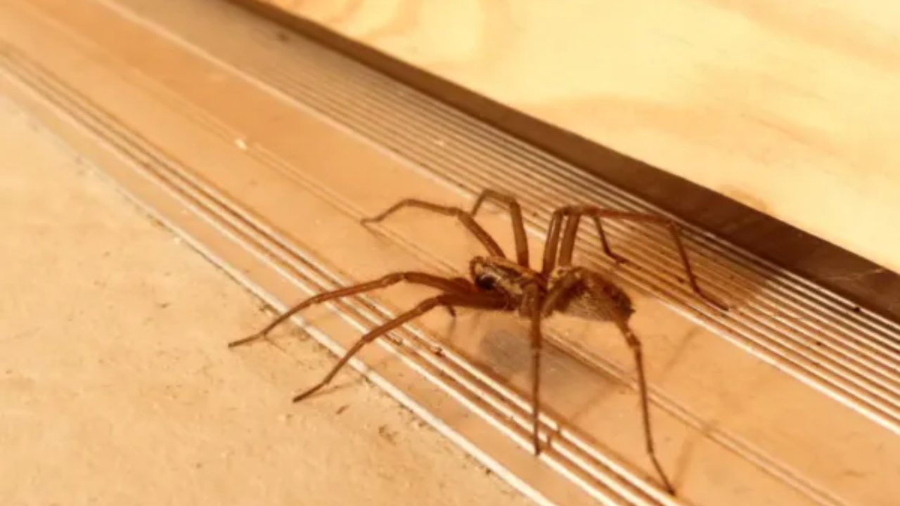 spiders in winter are a warning sign — not the real problem