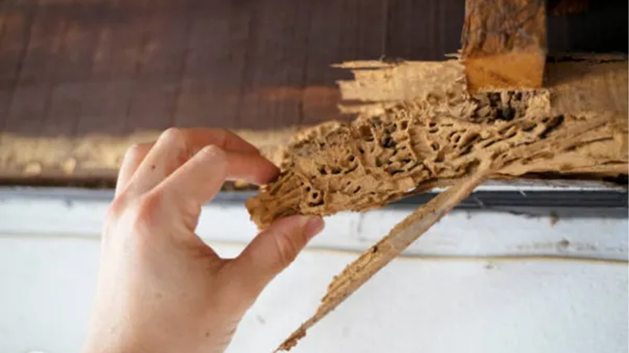 termite treatment protecting your home from silent destroyers