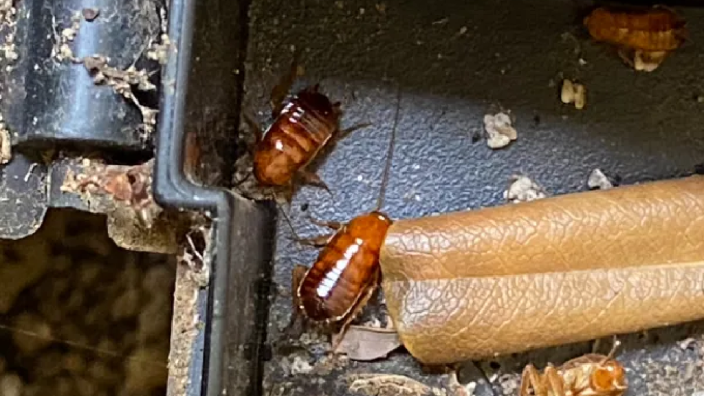 the health risks of roach infestations every homeowner should know