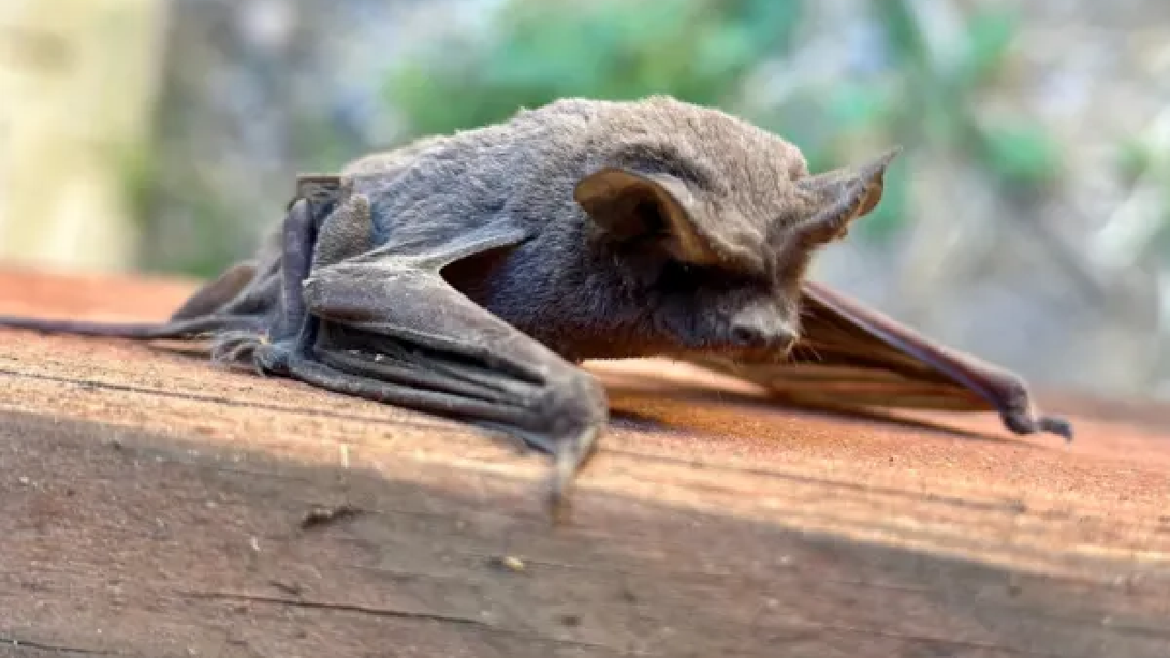 Bat on wood