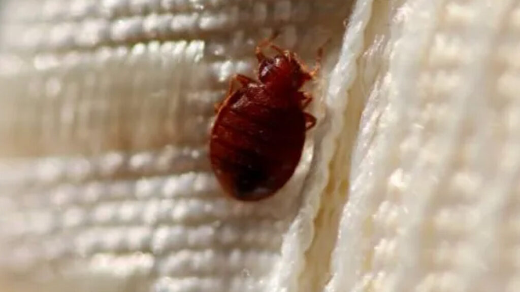 The Painful Reality of Bedbug Bites: Understanding the Cause and Managing the Risks the painful reality of bedbug bites understanding the cause and managing the risks