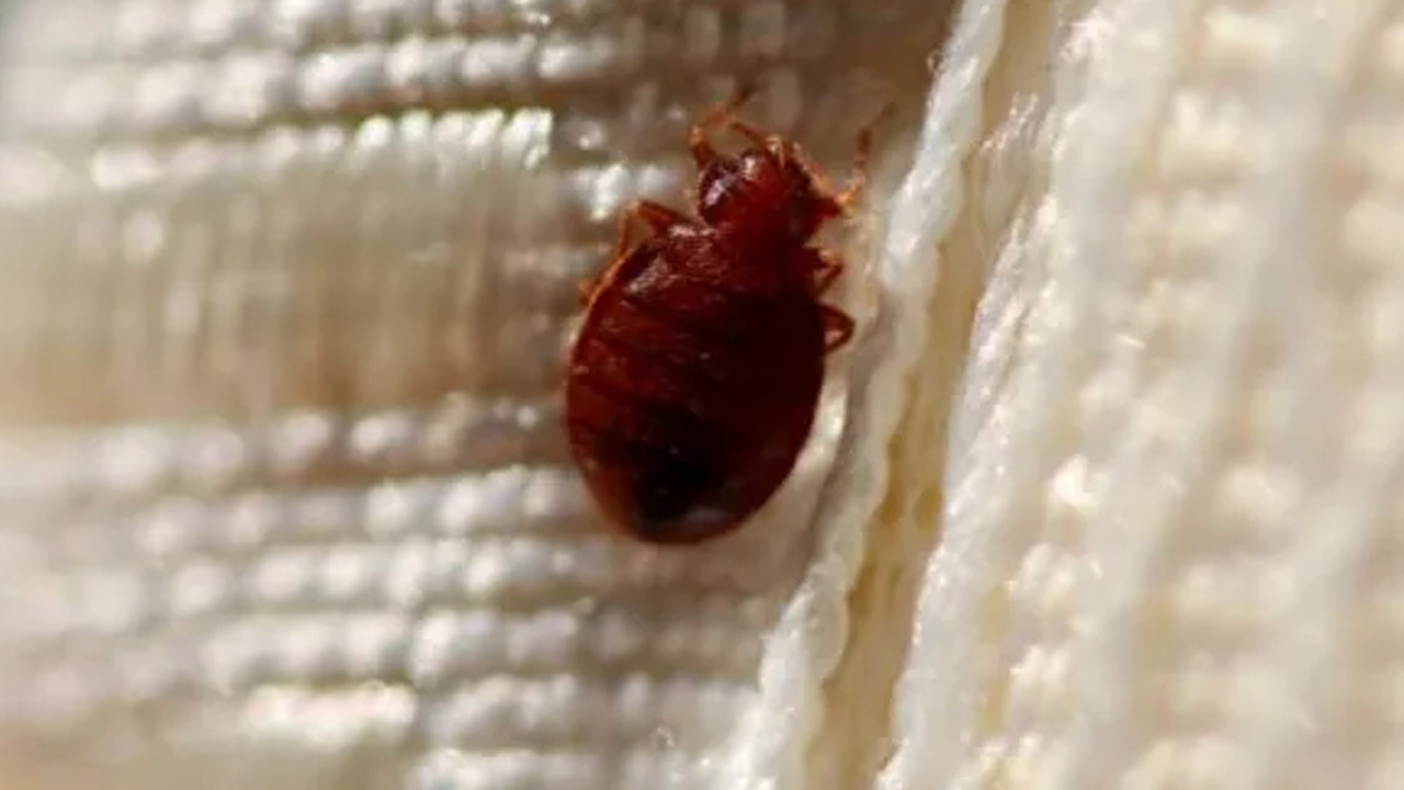 Bed bug close-up