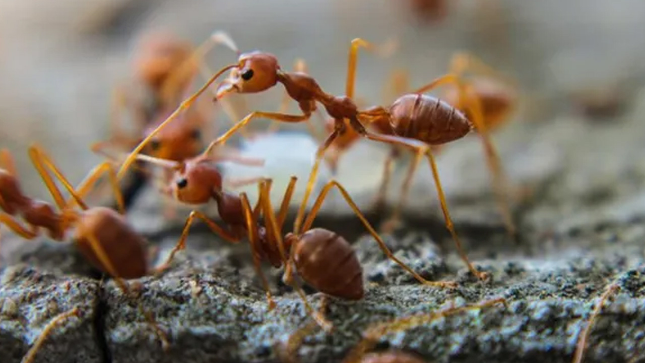 the truth about those nasty fire ant bites why do they hurt so much