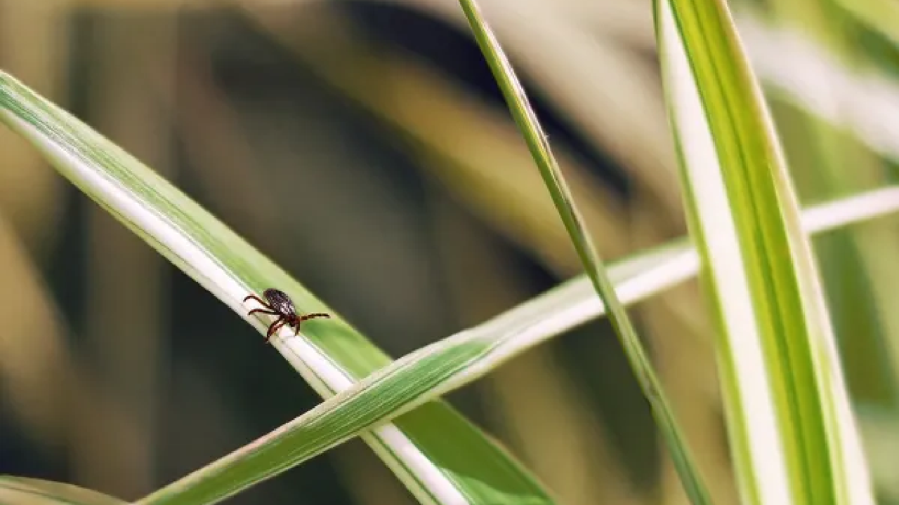 Tick on grass