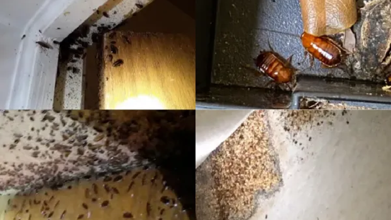 Cockroach infestation signs