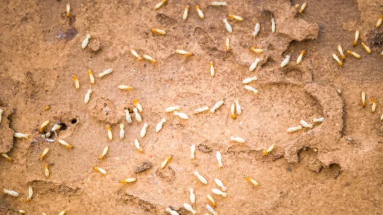 Termite swarmers on soil