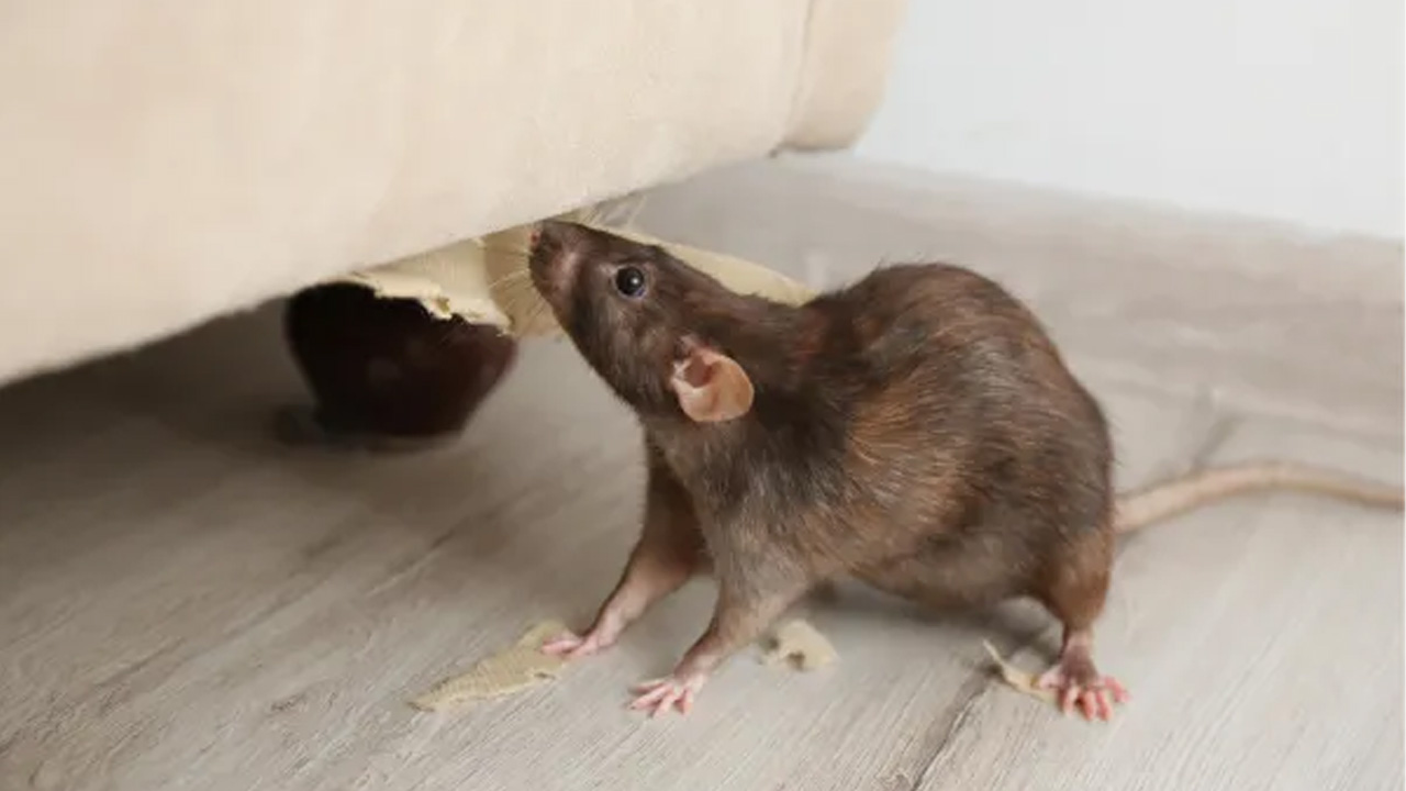 Mouse gnawing furniture