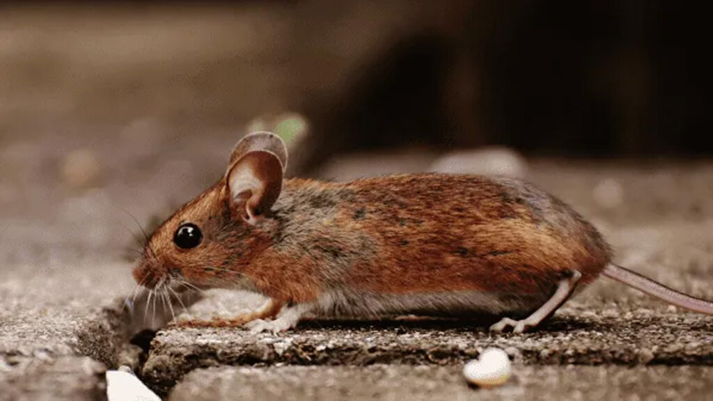 ways to detect rodents in your home