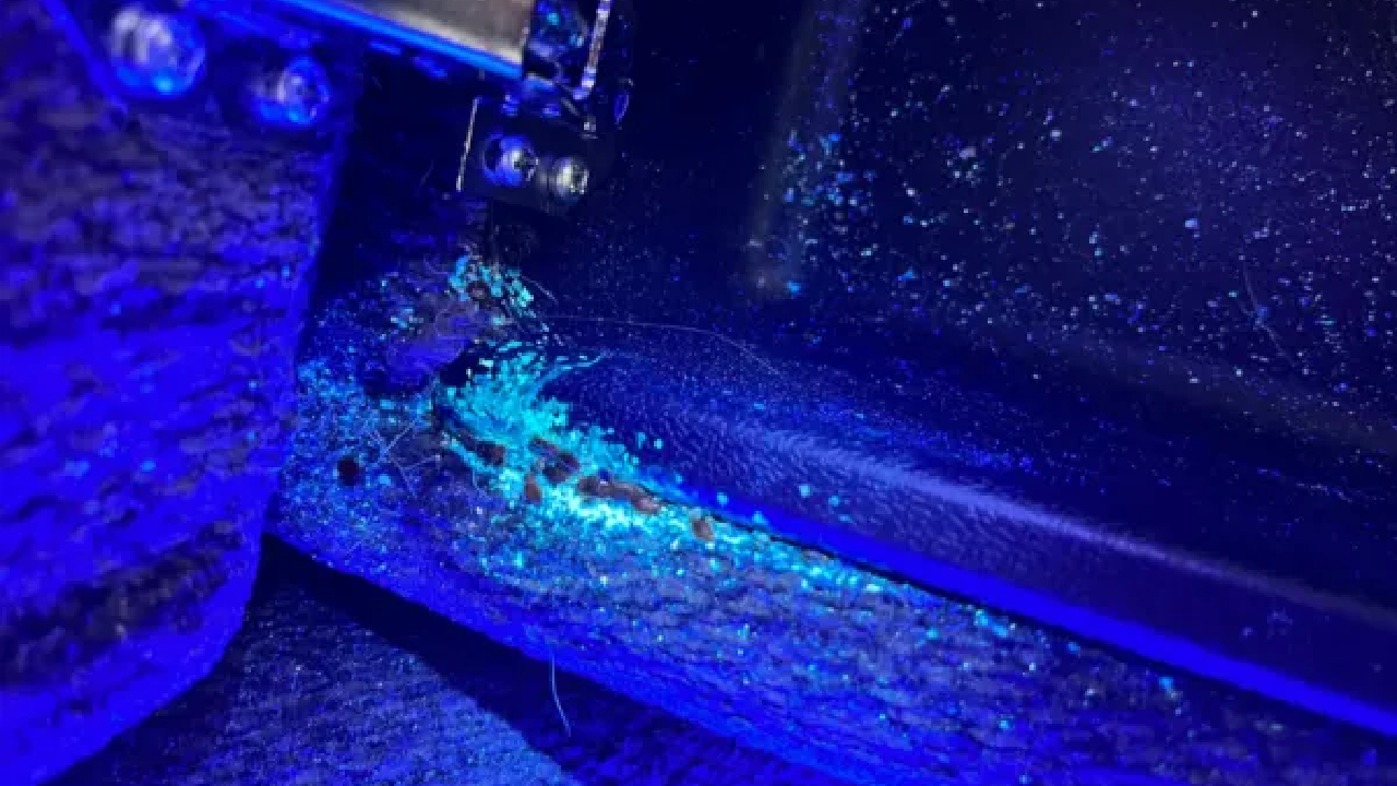 Bed bug detection