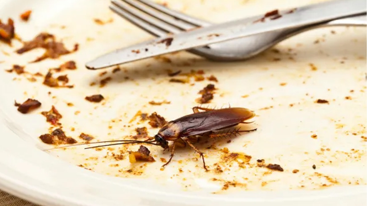 Cockroach on plate