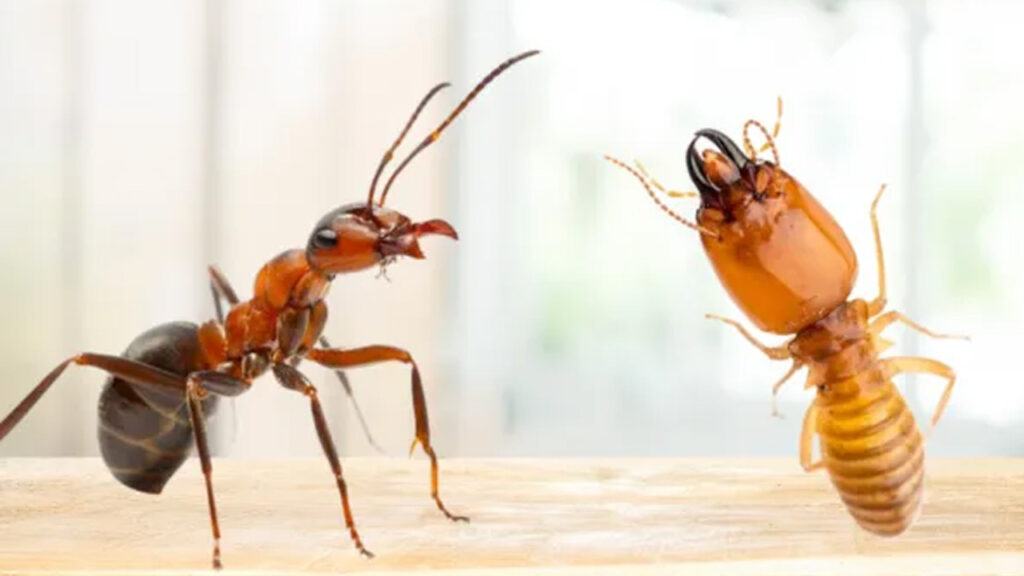 what is the difference between ants and termites