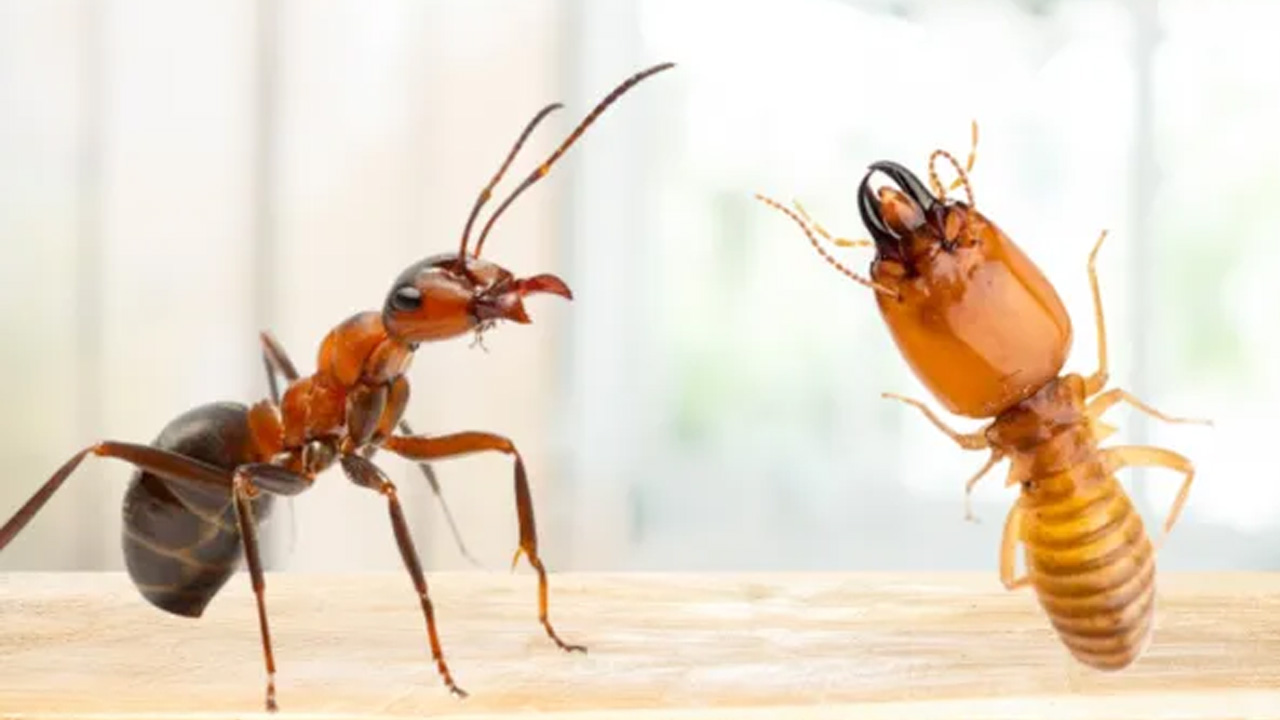 Ant and termite comparison