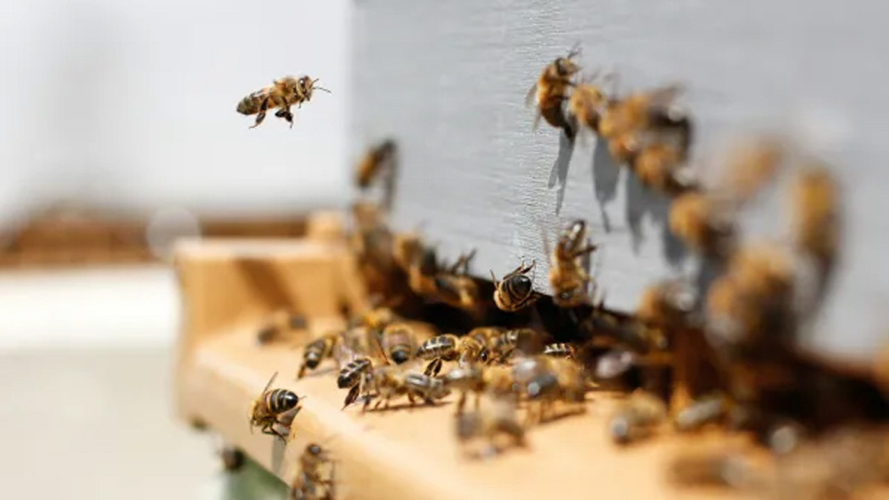 Bees hovering near hive
